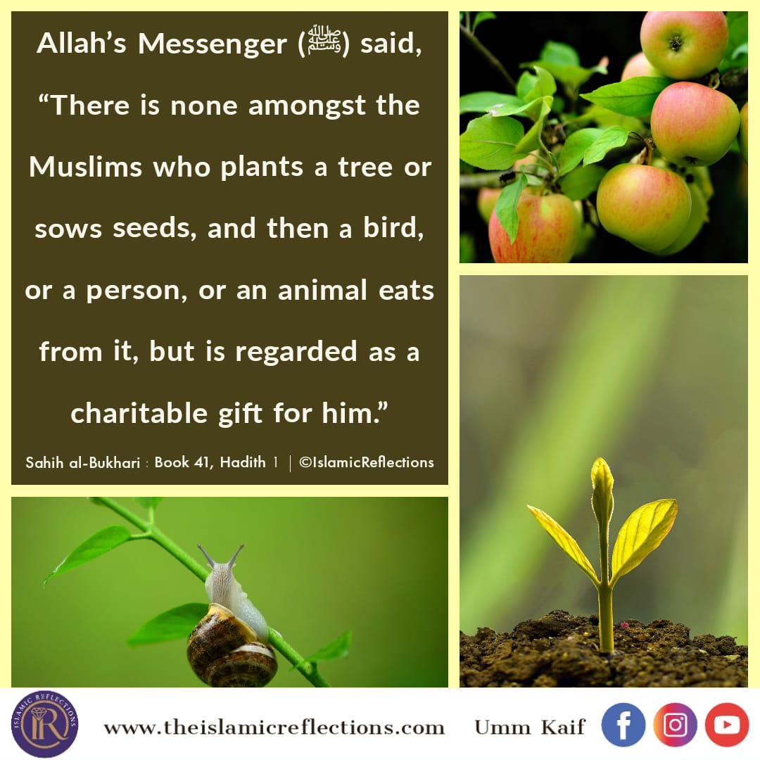 Hadith Planting Trees is in Islam Islamic Reflections